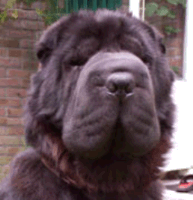 Shar pei deals swollen face
